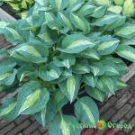 Хоста Киви Фулл Монти