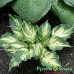 Хоста Лейксайд Пейсли Принт