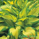 Хоста Шарман