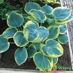 Хоста Солнечный Ветерок