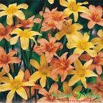 Гомерия Южное Небо смесь