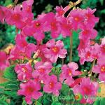 Инкарвилея Пинк