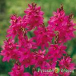 Иксия Мабель