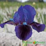 Ирис Бранниган