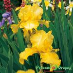 Ирис Баквит