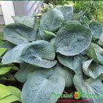 Хоста Биг Дедди