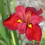 Ирис Энн Шоуинг