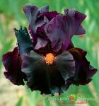 Ирис Дракулас Кисс