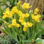 Ирис Брасси