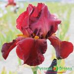 Ирис Боевой Вождь