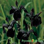 Ирис Черная Ночь