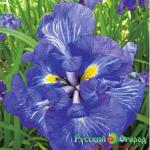 Ирис Электрик Рейс