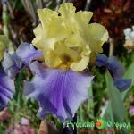 Ирис Эдит Волфорд