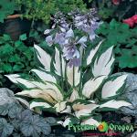 Хоста Фаер энд Айс