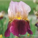 Ирис Индийский Вождь