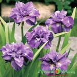 Ирис Империал Опал