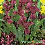 Ирис Черри Гарден (карликовый)