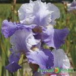 Ирис Френ Уитч