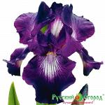 Ирис Экзотик Стар