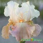 Ирис Фраппе