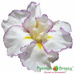 Ирис Фрилд Энчатмент