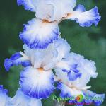 Ирис Конджурейшн