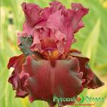 Ирис Красный Вельвет