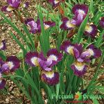 Ирис Контраст ин Стайлс