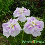 Ирис Когешо