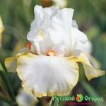 Ирис Хэллоуин Хело