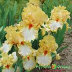 Ирис Олимпийское Золото