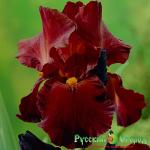 Ирис Салтанс Пэллес