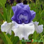 Ирис Краунд Хедс