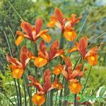 Ирис Лайон Кинг