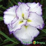 Ирис Лайт эт Дон