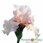 Ирис Черишед