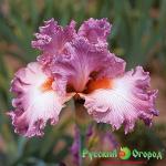 Ирис Сошл Грейсес