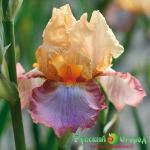 Ирис Пич Пикоти