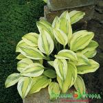 Хоста Кэптинс Эдвенче