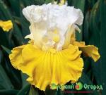 Ирис Тур де Франс