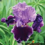 Ирис Вайлет Тернер