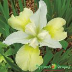 Ирис Шартрез Баунти