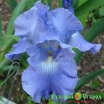 Ирис Виктория Фолс