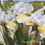 Ирис Экзотические тени