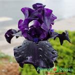 Ирис Гост Трейн