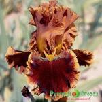 Ирис Капучино