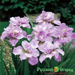 Ирис Кита-Но-Сейза