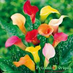 Калла Джамбо смесь