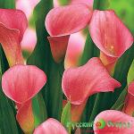 Калла Рхеманни