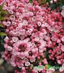 Кальмия Арито